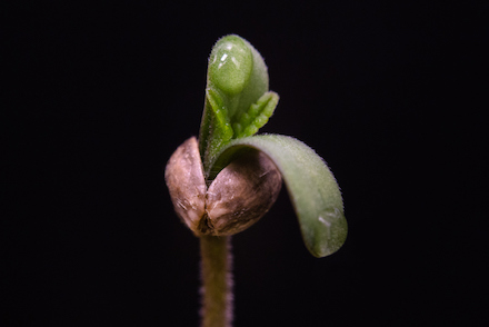 Cannabis Seedling