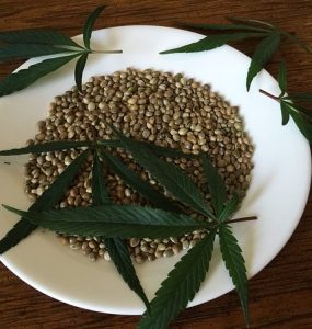 What Is A Feminized Weed Seed