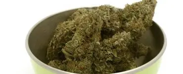 What Is The Most Potent Strain Of Cannabis