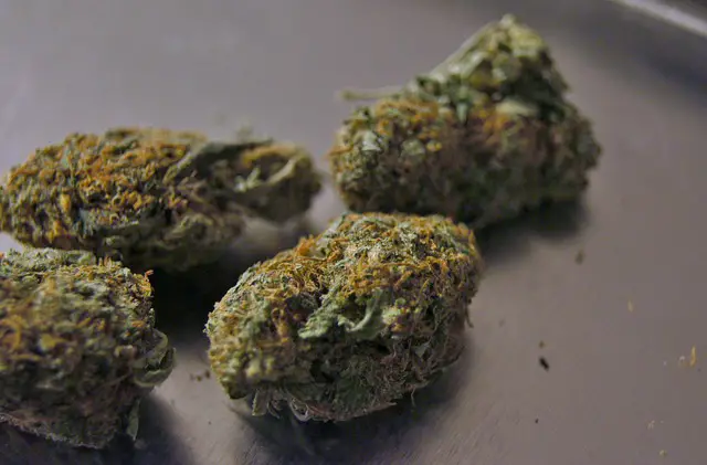 cannabis strain 