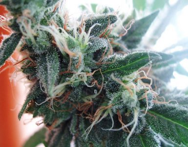 Best Microscope For Viewing Trichomes