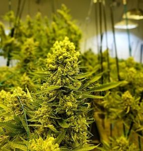 Best Nutrients For Flowering Stage