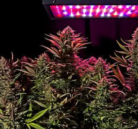 Best Full Spectrum LED Grow Lights For Cannabis