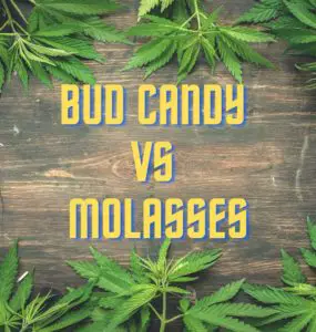 Bud Candy VS Molasses