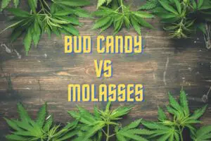 Bud Candy VS Molasses