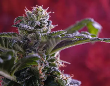 When To Switch To Flower Nutrients
